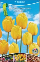 KN Tulip Golden Apeldoorn